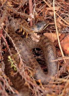 Smooth snake