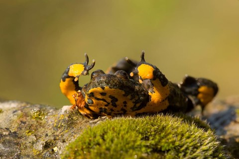 Yellow-bellied Toad