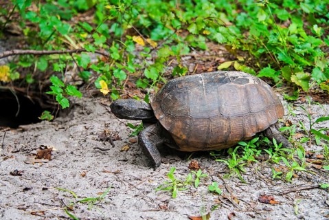 Gopher tortoise