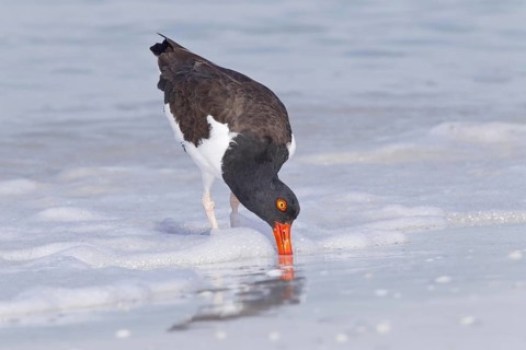 American oystercatcher