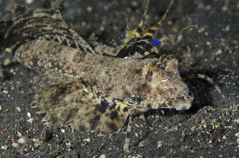 Fingered Dragonet