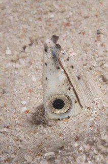 Ophichtus melanochir