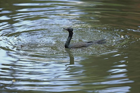 Indian Cormorant