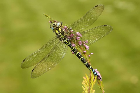 Southern Hawker