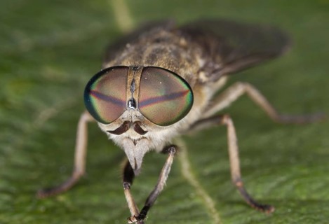 Common gadfly