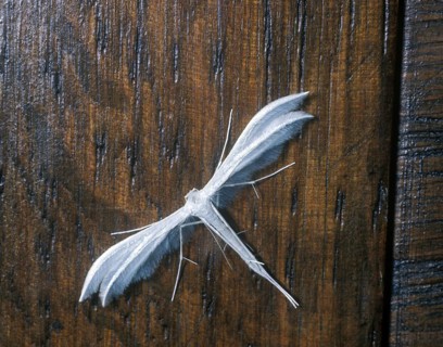 Aciptilia pentadactyla