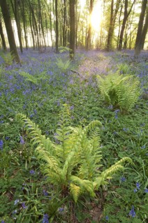 Bracken