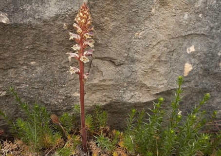 Clove-scented Broomrape
