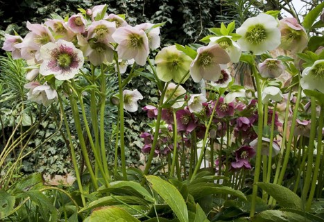 Oriental hellebore