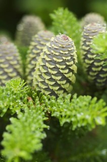 Korean korean fir
