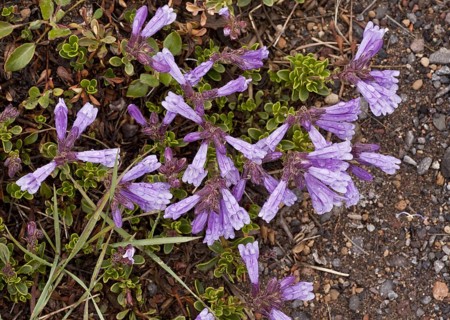 Davidson's Penstemon