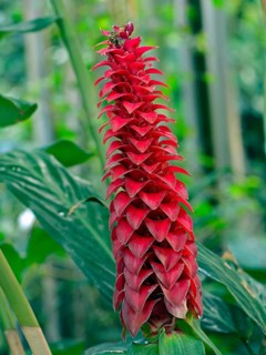 Bearded spiral ginger