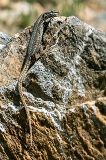 Common wall lizard