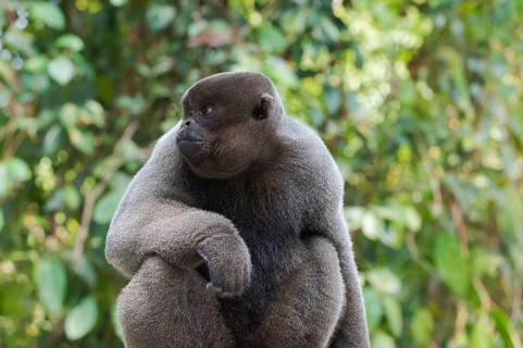 Brown woolly monkey
