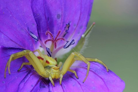 Variable crab spider
