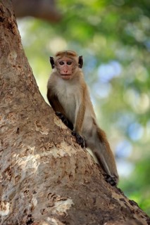 Toque macaque