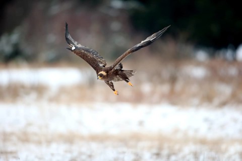 Steppe eagle