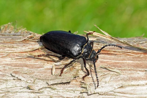 Sawbuck