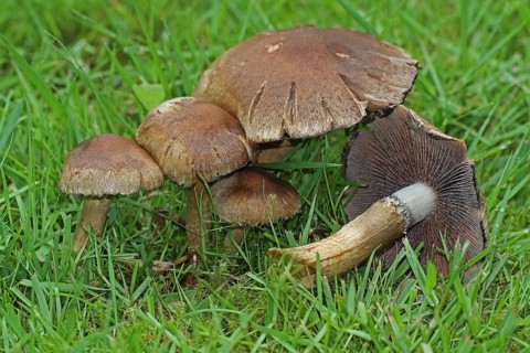 Mourning widow mushroom