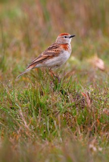 Red-capped Lark