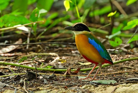Blue-winged Pitta