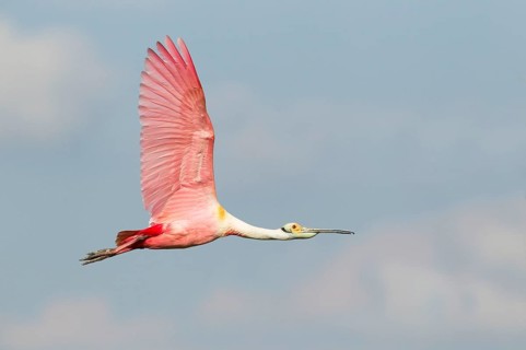 Roseate spoonbill