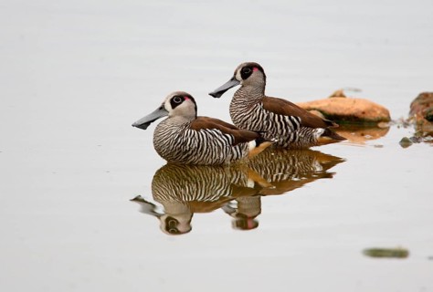 Pink-eared pink-eared duck