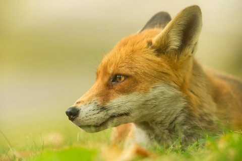 European Red Fox
