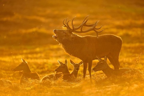 Red Deer