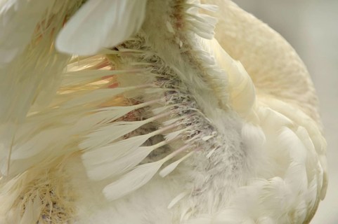Adult whooper swan
