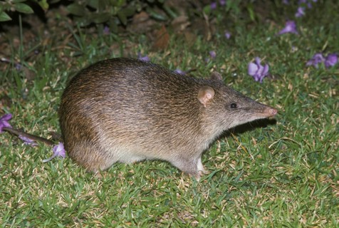 Southern brown bandicoot