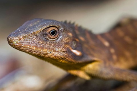 Green crested lizard