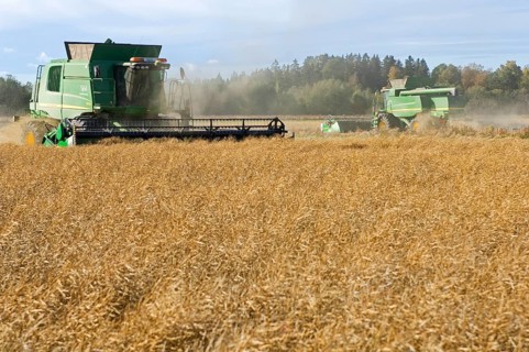 Oilseed rape