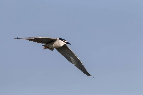 Night Heron with Black Crown Flying at Lake Kerkini Northern Greece