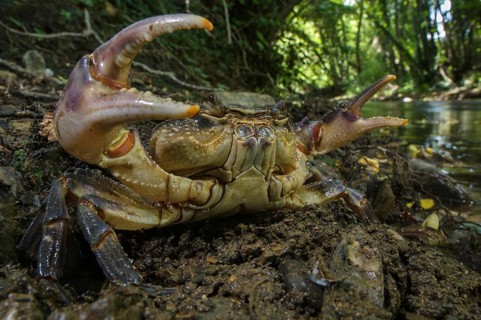 Freshwater Crab