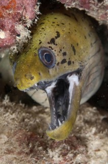 Fimbriated Moray