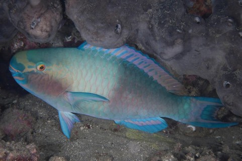 Bleeker's Parrotfish