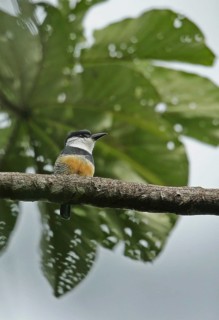 Red-bellied Puffbird