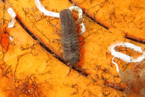 Adult pelagic isopod