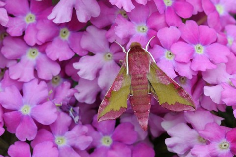 Small elephant hawk-moth