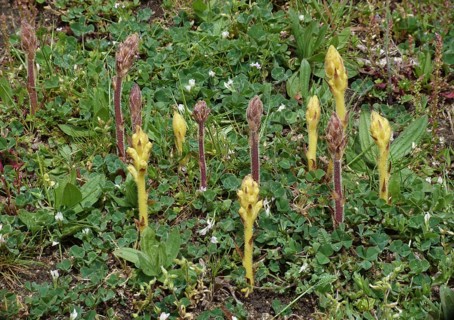 Red and yellow common broomrape