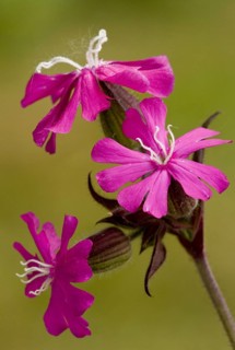 Red campion