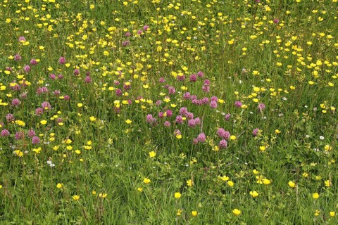 Red Clover