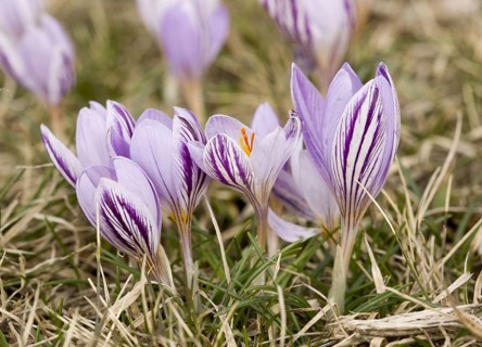 Corsican crocus