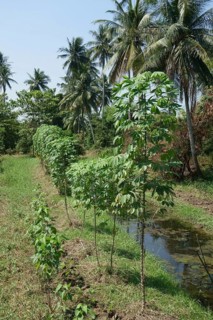 Cassava