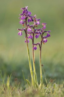 Green-winged Orchid
