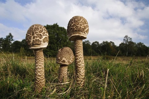 Shaggy Parasol