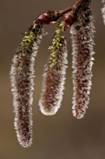 Silver poplar