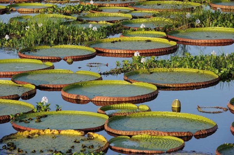 Amazon water lily