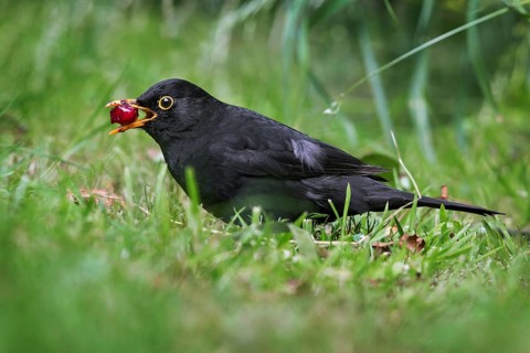 Common blackbird